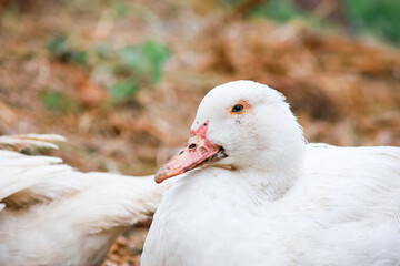 Two domestic ducks quack together
