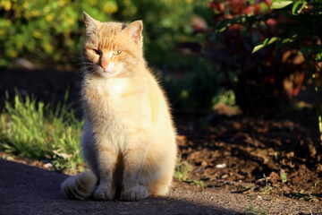 Naklejka na ściany i meble Red cat on the background of a spring garden