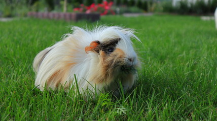 Świnka morska na trawie jedząca listek, a guinea pig on the grass eating a leaf - obrazy, fototapety, plakaty