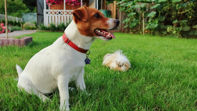 Fototapeta zwierzęta domowe, pies i świnka morska na trawie, dog and guinea pig