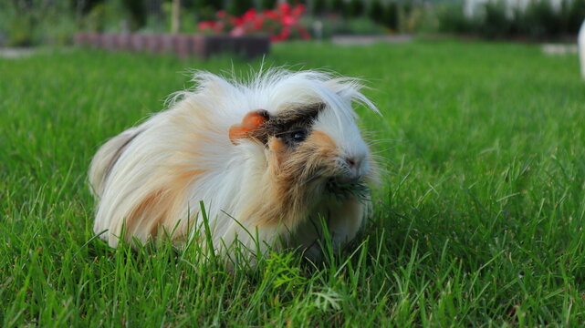 Fototapeta Świnka morska na trawie jedząca listek, a guinea pig on the grass eating a leaf