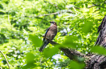 bird on a branch