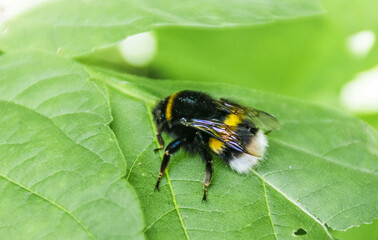 Fototapeta na wymiar bumblebee