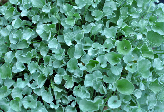 The creeping plant dichondra grows in the garden