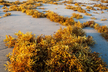 Beach walk, gold seaweeds across the shore