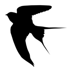Silhouette of a swallow on white background.
Silhouette of a flying bird