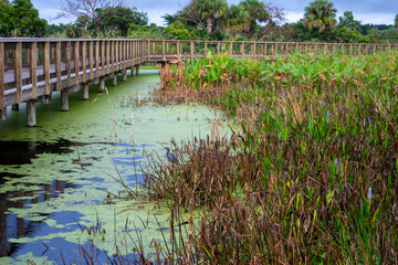 Fototapeta na wymiar Exploring peaceful wetlands, 