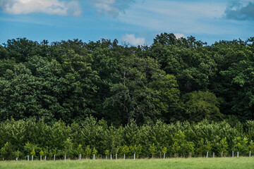Baumschule zur Wiederaufforstung am Waldrand
