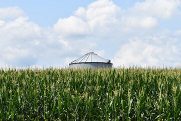Grain Bin in a Corn Field © Steve