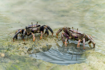 Two female Fiddler crab (Uca sp.) in the mud in mangrove forest       