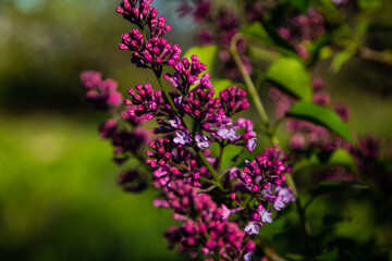 A beautiful bunch of warm purple lilac on the background of a bush.