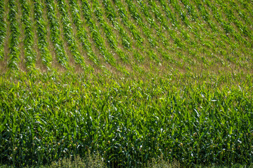 Maisfel im Sommer