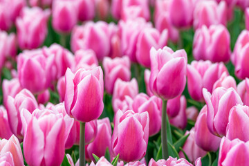 Beautiful field of pink or Magenta tulips close up. Spring background with tender tulips. Purple...