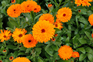 orange flowers