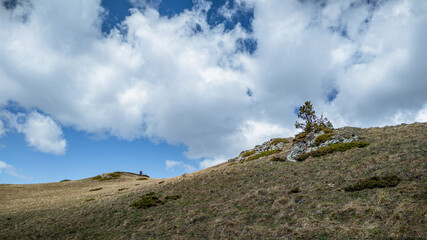 A lonely young pine tree grows on a rocky ledge, among alpine meadows. Spring mountain landscape.