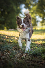 cane bordercollie