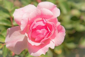 pink rose