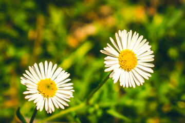 daisies flowers in the grass