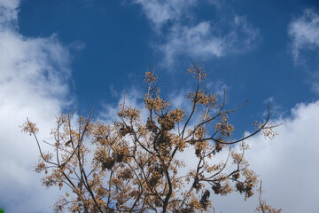 Leafless tree under blue sky during a beautiful and warm autumn day