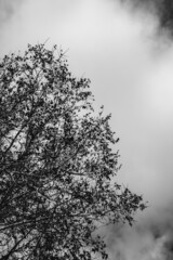 Tree and fog in a cloudy day (in black and white)