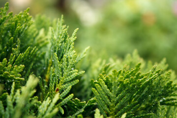 Background with bright green cypress tree close up with place for text