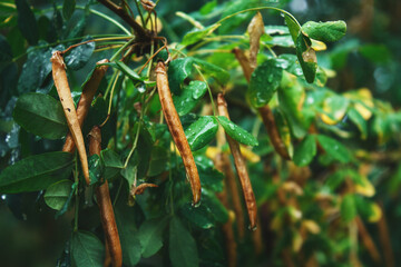 Wet acacia branch with pods with water drops after rain