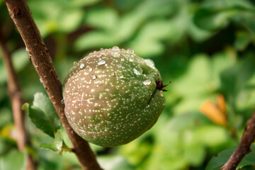 Green unripe quince on a branch close-up
