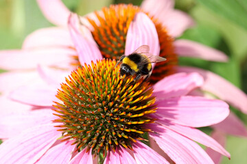 Bumble bee collects pollen from the Rudbeckia flower. Wild nature, summer meadow	
