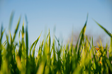 young green grass grows and reaches for the sky and the sun. High quality photo
