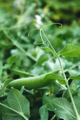 Swirling mustache of peas on a background of greenery