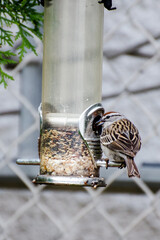 Naklejka premium bird eating seed from bird feeder