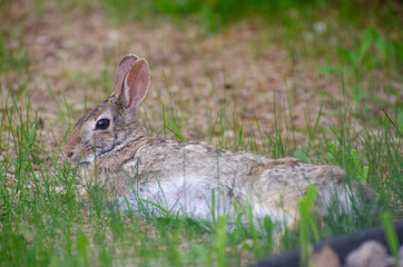 Fototapeta premium Rabbit in yard