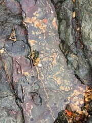 Reflections in the Water