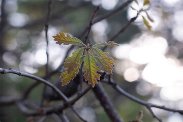 autumn leaves on the tree