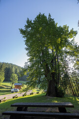 Najevska lipa is the widest tree in Slovenia in the Koroska region. Tilia cordata with very wide tree trunk.