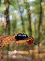 beetle on a leaf