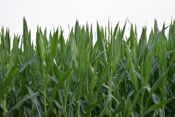 Obraz premium Corn Field