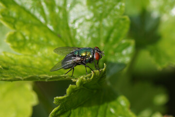 Female green bottle fly (Lucilia) of the family blow flies, Calliphoridae on a leaf. In a Dutch garden. Summer, August, Netherlands              