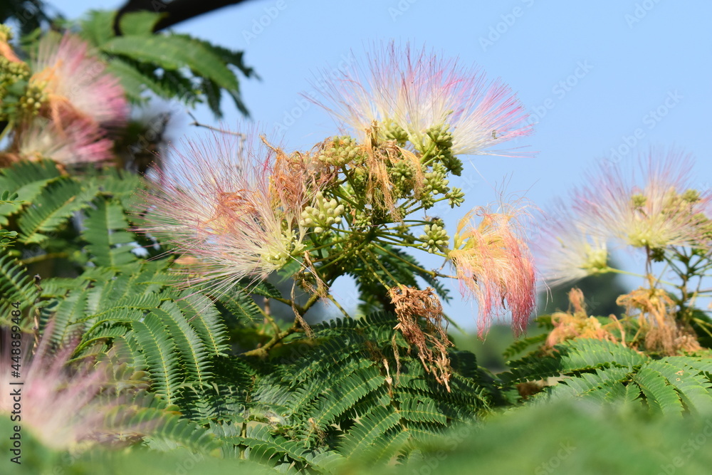 Sticker mimosa tree bloom