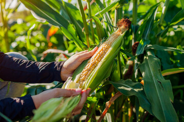 Gardener checks and picks corn in summer garden. Harvesting vegetables on farm. Healthy organic food