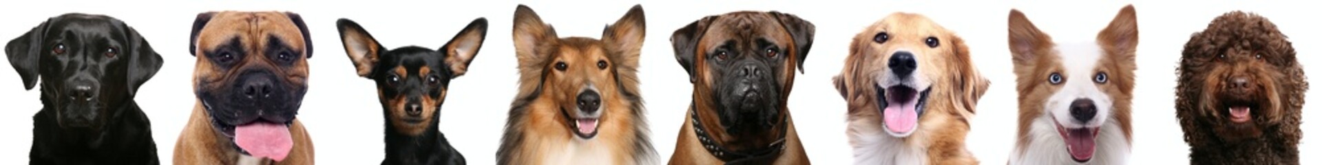 Beautiful animals in a collage in front of a white background