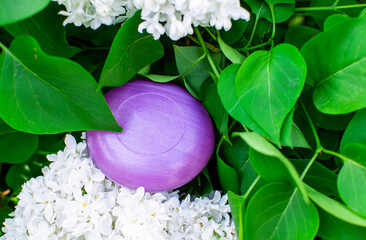 A bar of purple soap lies on a white lilac bush