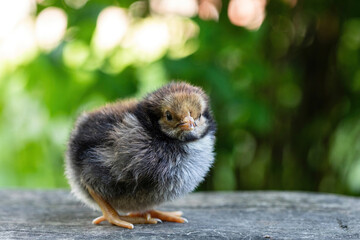 Cute little chicken portrait