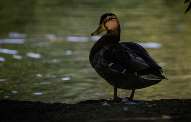 Female Mallard Duck on Birkenhead Park Lake