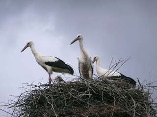 storks in the nest
