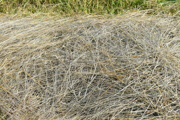 Mowed Hay