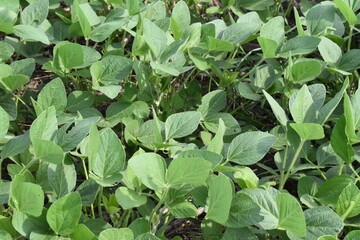Soybean Plants