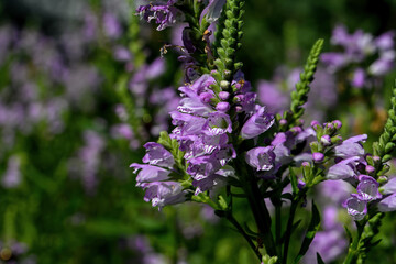 Obedient plant, obedience or false dragonhead in morning light. It is a species of flowering plant in the mint family, Lamiaceae. It is native to North America.