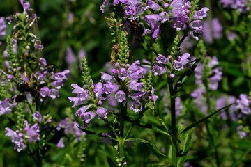 Obraz na płótnie Canvas Obedient plant, obedience or false dragonhead in morning light. It is a species of flowering plant in the mint family, Lamiaceae. It is native to North America.