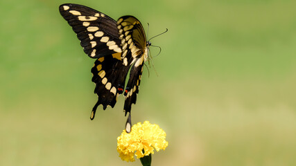 flying butterfly monarch